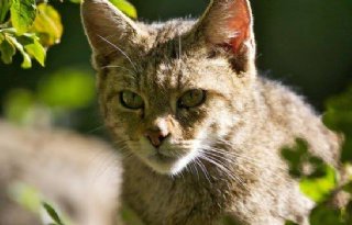 Camera filmt zeldzame wilde kat in Limburg