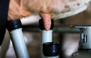 '15 procent Franse melkveehouders moet wellicht stoppen'