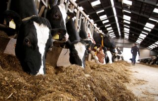 Fosfaatreductieplan: Krimp via melkgeld of vee