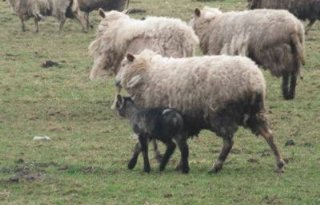 Dode schapen en lammeren na verwaarlozing