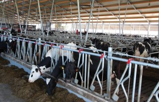CBS: vooral grotere melkveebedrijven groter