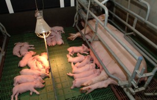 Druk op varkensmarkt houdt aan