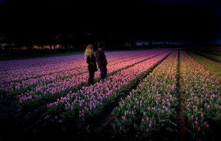 Nachtelijke tulpentour door Drenthe