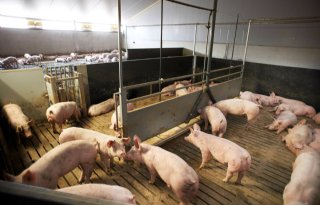 Raam goedkoopste daglichtoptie varkensstal