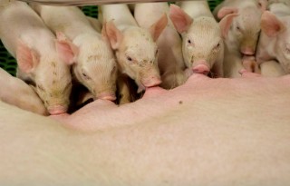 TV: Onderzoek fusie tussen varkensbonden
