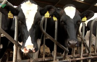 'Fosforgift melkveebedrijven kan 20 procent lager'