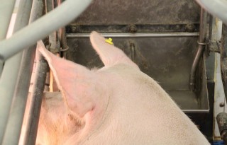 Met eentjes en nulletjes meer euro's in varkensketen