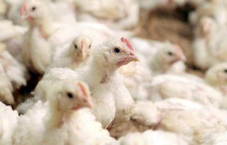 Omroep Gelderland legt overtredingen kippenslacht vast