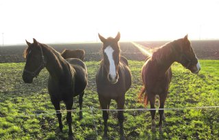 Prijzen paarden en pony's week 1