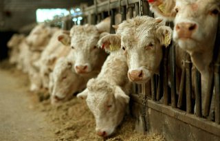 Aantal bedrijven met meer dan tweehonderd runderen stijgt