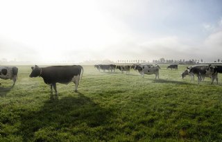 Melkveehouderijsector houdt maandag derogatietop