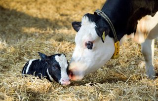 Denen: kalf bij koe als alternatief weidegang