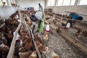 Hoogpathogene vogelgriep rukt op in Afrika