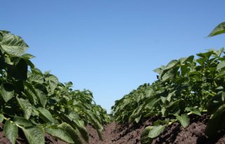 AgroVision strijdt met Belgen tegen aardappelziekte
