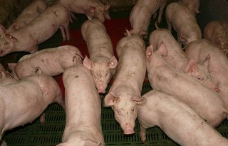 Vier leden ZLTO-vakgroep varkenshouderij opgestapt