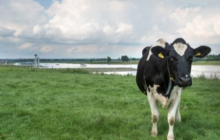 TV: Herdershond helpt met melken van koeien