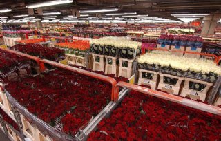 Nederlandse consument koopt minder bloemen en planten