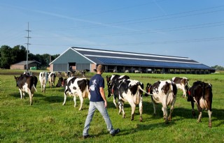 Kamer borgt weidegang koeien in wet