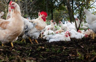 Veestapel biologische pluimveehouderij groeit hardst