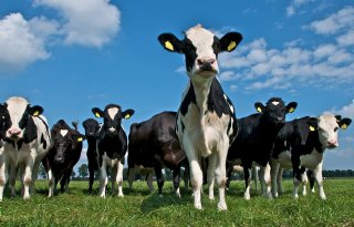 Zijn we blij met alle Drentse koeien die naar de slacht gaan?
