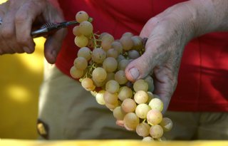 Droge zomer 2018 vult meer Duitse wijnvaten