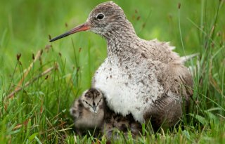 Gelders actieplan voor weidevogels