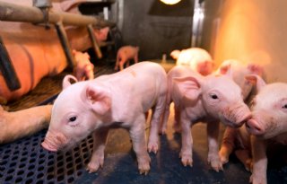 Goedkopere varkensrechten voor innovatieve varkenshouder