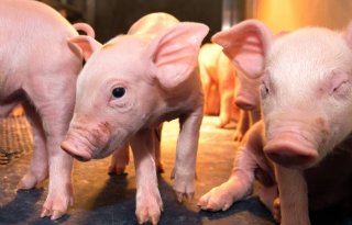 Frievar-varken krijgt digitaal paspoort