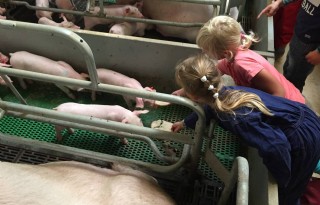 Leerlingen trakteren varkens op taart tijdens Werelddierendag
