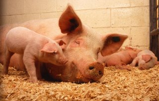 TV: App toont herkomst varkensvlees