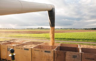Nederlandse boeren zaaien 400 hectare soja