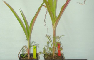Zaadcoating met mycorrhiza veelbelovend