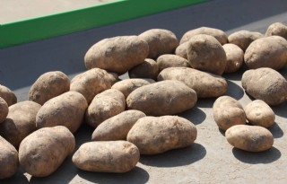 Kort groeiseizoen aardappelen kost veel kilo's