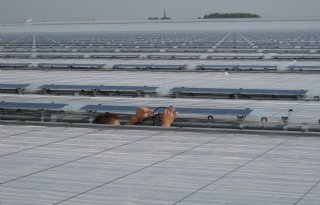 Een op zes glastuinders wil zonnepanelen