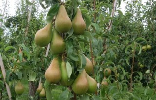 Nieuw perenras Migo groeit door naar 35 miljoen kilo