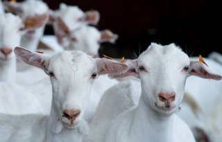 Limburgse geitenstop vanaf half december