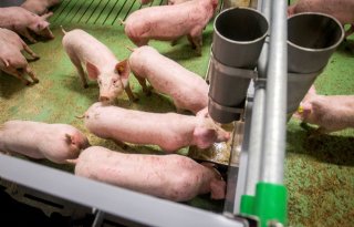 Grote animo varkenshouders voor Regeling fosfaatreductie