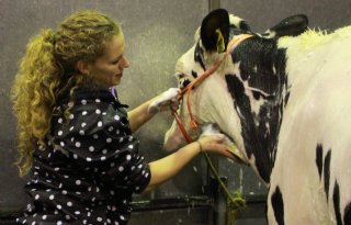 TV: Koeien schitteren op Holland Holstein Show
