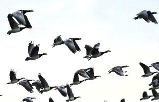Hoogpathogene vogelgriep bereikt Duitsland