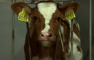 TV: Melkveehouder krijgt 276 euro voor kalf