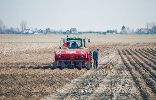 Aardappelareaal West-Europa groeit amper
