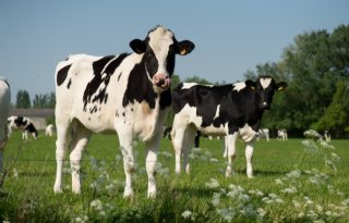 Fosfaatreductie dwingt biologische boer tot rechtsgang