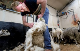 Eerste ronde schapen scheren op landgoed Nienoord in Leek