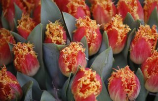 Tulp is grootste stijger bij Topbloemen