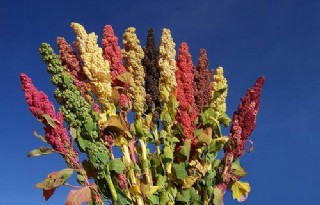 Weinig geschikte rassen voor teelt quinoa
