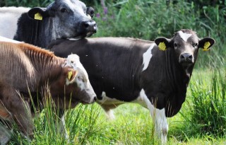 Belgen willen stoppersregeling vleesvee