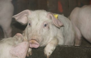 Meer besmettelijke diarree-uitbraken varkenshouderij