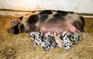 Genenbank bevat sperma van 25 varkensrassen