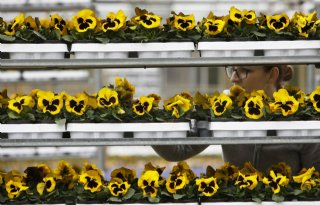 Duitse consument is dol op viooltjes