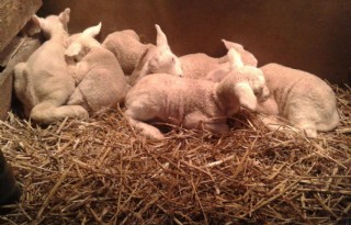 Gezonde schapenzesling geboren  in Friese Wier